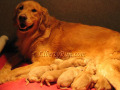 Golden-Retriever-with-puppies-buttercup2
