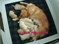 Juliet-mom-golden-retriever-and-babies
