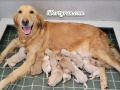 Peaches-golden-retriever-puppies-for-sale