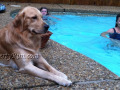 a-Barkley-golden-retriever-adult-male-by-pool
