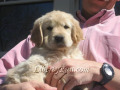 a-aspen-skip-goldenretrieverpuppies