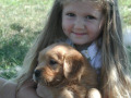 a-caroline-golden_retriever_breeders