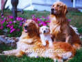 a-golden-retriever-family-portrait