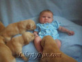 a-golden-retriever-puppies