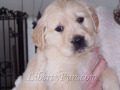 aPaulaBspicture-ike-puppy