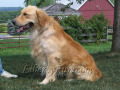 aSamson-golden-retriever-male-stud