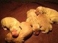 aSnickers-golden-retriever-puppies-for-sale-2015