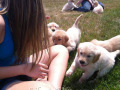 agolden-retriever-socialization-puppies-breeders