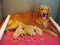Liberty Run's April and her babies.  