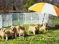 agroup-golden-retriever-parents