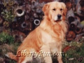 aharley-boy-golden-retriever-stud
