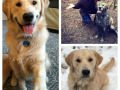 golden_retriever_breeders-puppies-for-sale-in-DC1