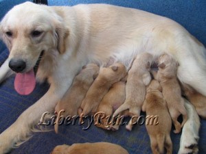 amomma-golden-retriever-nursing-puppies