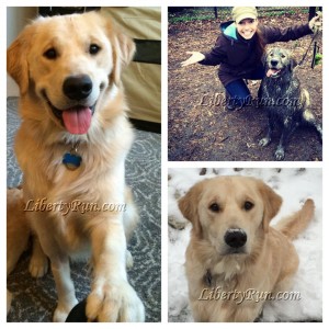 golden_retriever_breeders-puppies-for-sale-in-DC