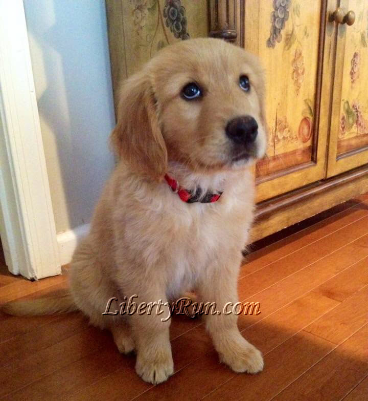 Cute Golden Retriever Puppies For Sale Off 53 Www Usushimd Com