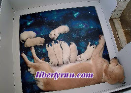 Liberty Run's Mistletoe (Missy) and her nine golden retriever babies.