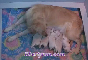 Toffee and her five babies, born 12/16/2025.