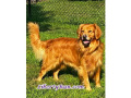 Winston2025R2-golden-puppies