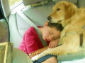 a-Golden_retriever-shadow