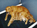 a-goldenretrierverpuppies-Snickers