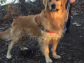 aBarkley-golden-retriever-adult-male-stud
