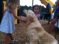 aPatton-golden-retriever-puppies-for-sale