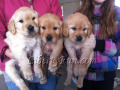 Male puppies from Barkley/Snicker's litter, Jan 2015.