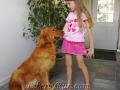 agoldenretrieverpuppies-macyb