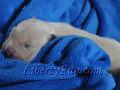 ajasmines-baby-golden-retriever-puppy