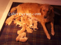ginger-and-babies-1